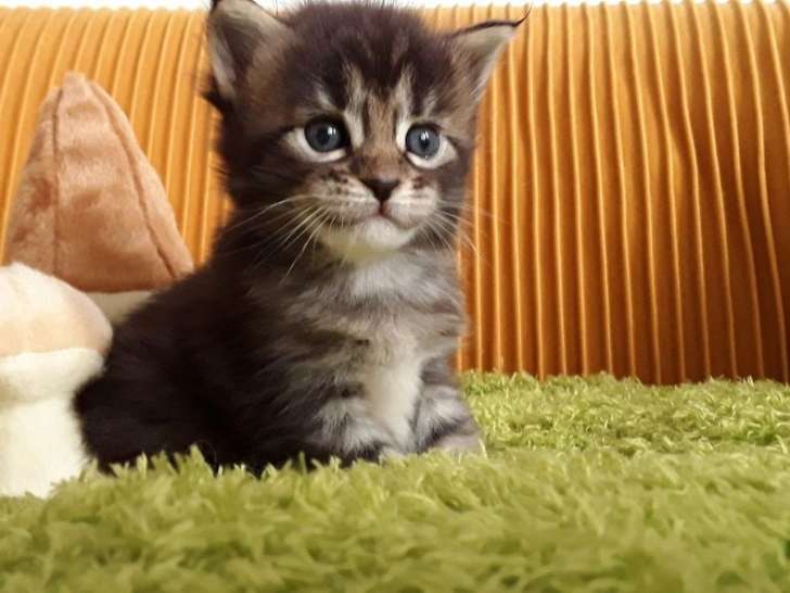 3 chatons femelles Maine Coon LOOF à réserver