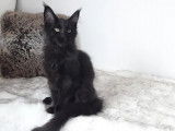2 chatons femelles Maine Coon LOOF