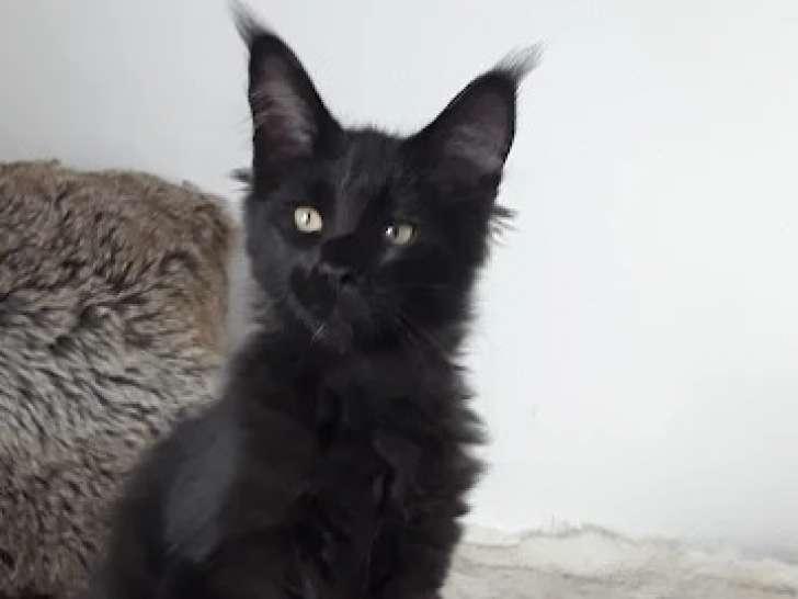2 chatons femelles Maine Coon LOOF