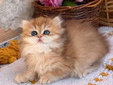 Chatons British Longhair disponibles à la vente (LOOF)