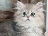 Chatons British Longhair disponibles à la vente (LOOF)