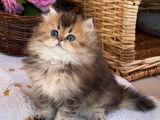 Chatons British Longhair disponibles à la vente (LOOF)