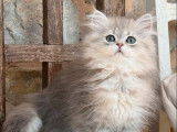 Chatons British Longhair disponibles à la vente (LOOF)