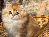 Chatons British Longhair disponibles à la vente (LOOF)