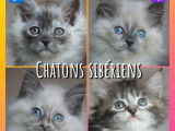 4 chatons Sibériens LOOF disponibles à la réservation