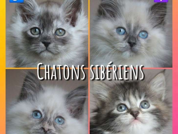 4 chatons Sibériens LOOF disponibles à la réservation