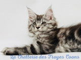 Chatons Maine Coon LOOF à vendre