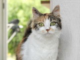 Bloom, jeune chatte à adopter