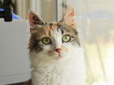 Bloom, jeune chatte à adopter