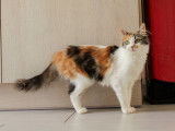 Bloom, jeune chatte à adopter