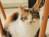 Bloom, jeune chatte à adopter
