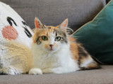 Bloom, jeune chatte à adopter