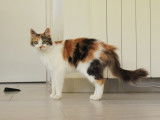 Bloom, jeune chatte à adopter