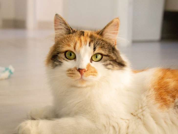 Bloom, jeune chatte à adopter