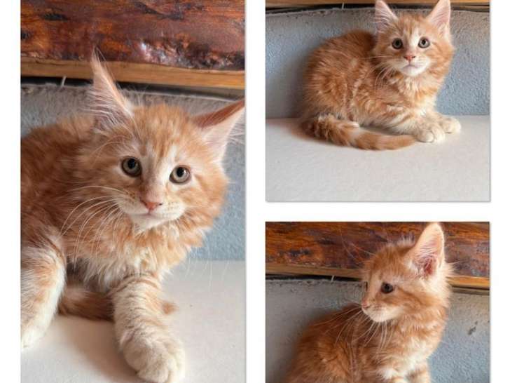 À réserver, 4 chatons Maine Coon LOOF