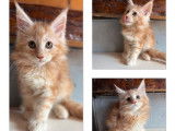 À réserver, 4 chatons Maine Coon LOOF