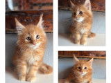 À réserver, 4 chatons Maine Coon LOOF