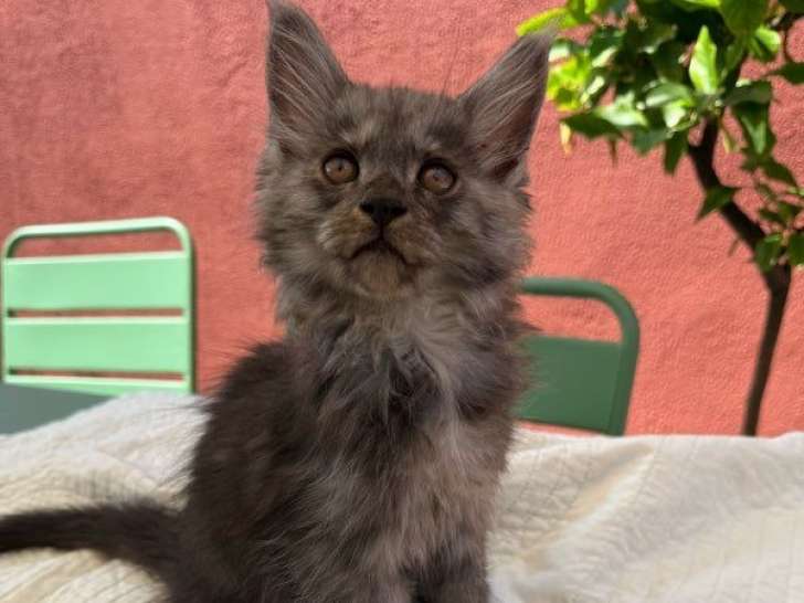 5 chatons Maine Coon disponibles à la vente (LOOF)
