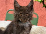 5 chatons Maine Coon disponibles à la vente (LOOF)