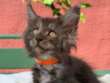 5 chatons Maine Coon disponibles à la vente (LOOF)
