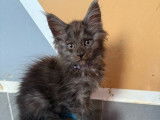 5 chatons Maine Coon disponibles à la vente (LOOF)