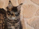 À vendre, 3 chatons Maine Coon LOOF