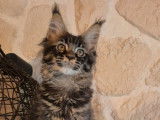 À vendre, 3 chatons Maine Coon LOOF