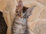 À vendre, 3 chatons Maine Coon LOOF