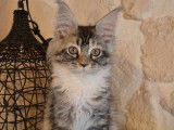 À vendre, 3 chatons Maine Coon LOOF