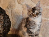 À vendre, 3 chatons Maine Coon LOOF