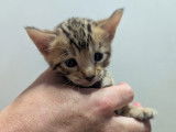 Chatons Bengal LOOF à vendre