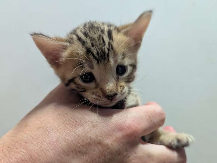 Chatons Bengal LOOF à vendre