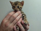 Chatons Bengal LOOF à vendre