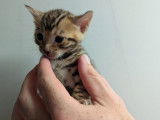 Chatons Bengal LOOF à vendre