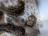Chatons Bengal LOOF à vendre