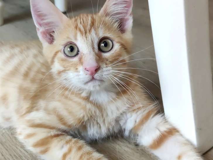 À adopter : chaton mâle roux