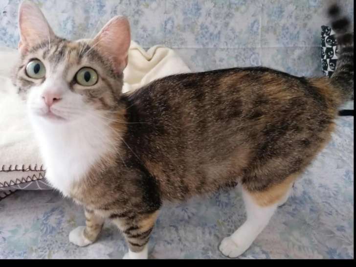 Disponible à l'adoption : chatte tigrée