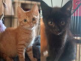 En attente d'adoption : 2 chatons de 2 mois