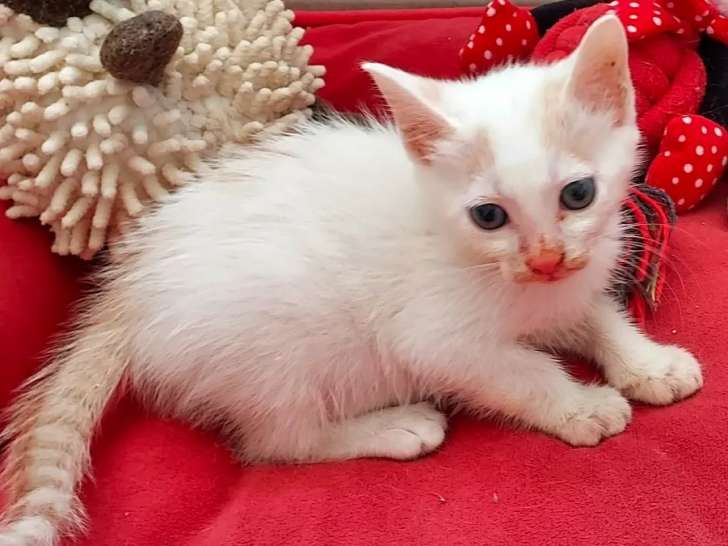 Prête pour l’adoption : chatonne de 2 mois