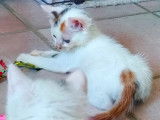 En attente d'un foyer : chaton femelle tricolore