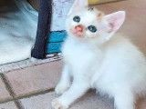 En attente d'un foyer : chaton femelle tricolore
