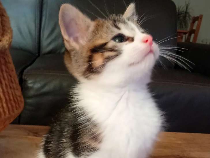 À accueillir : chaton femelle tigré blanc