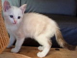 En quête d'un foyer : chaton femelle Siamois blanc