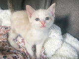 En quête d'un foyer : chaton femelle Siamois blanc