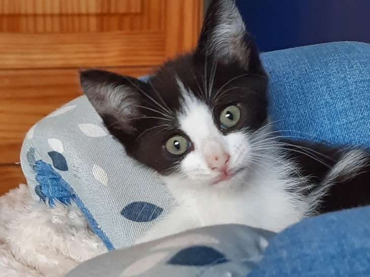 Adoption disponible : chatonne noire et blanche