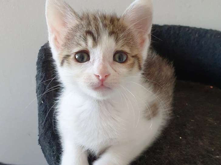À la recherche d’une famille : chaton femelle d'un mois