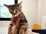 Chatonne de 2 mois à adopter