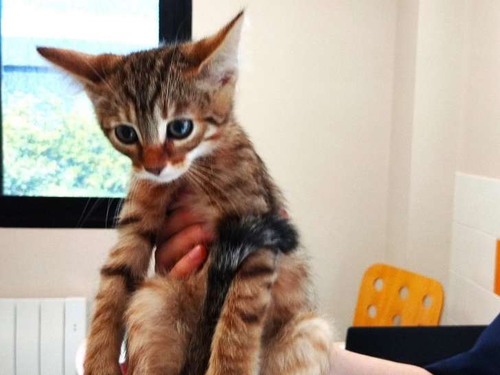 Chatonne de 2 mois à adopter
