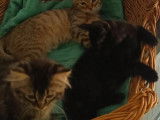 Chaton mâle noir et beige disponible à l'adoption