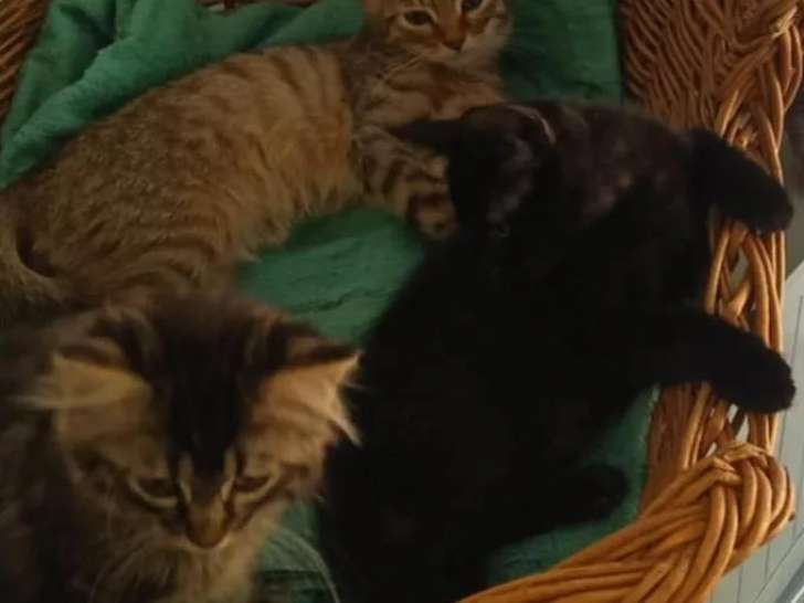 Chaton mâle noir et beige disponible à l'adoption